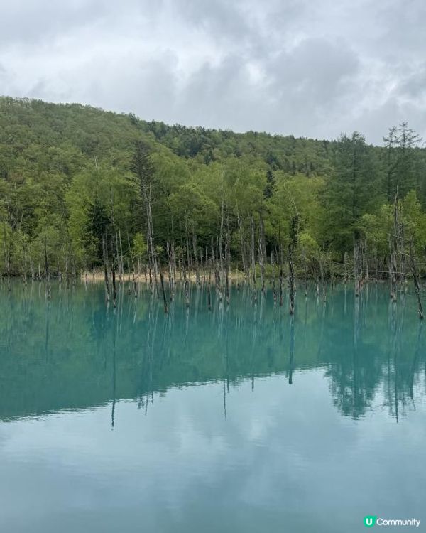 【日本自駕】北海道5月初春道東7天自駕遊行程整合（新札幌 → 富良野 → 層雲峽 → 網走知床→富良野→北廣島 → 新札幌)