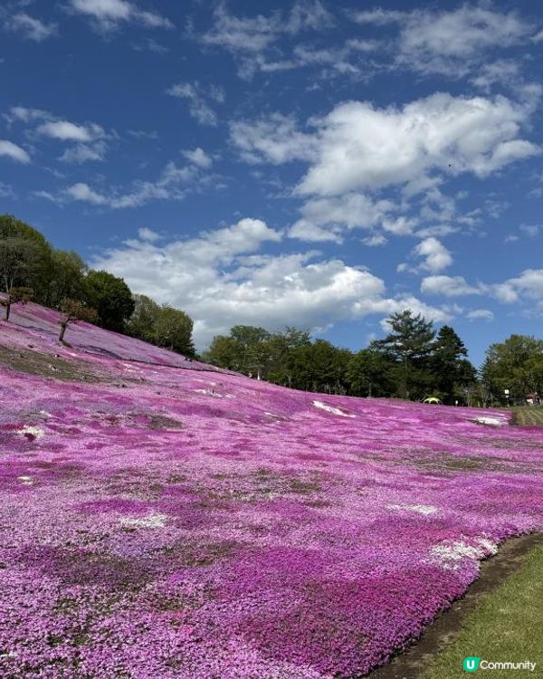 【日本自駕】北海道5月初春道東7天自駕遊行程整合（新札幌 → 富良野 → 層雲峽 → 網走知床→富良野→北廣島 → 新札幌)