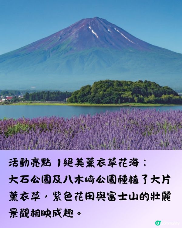 日本富士山河口湖薰衣草祭2025！有花火大會/附交通方法!