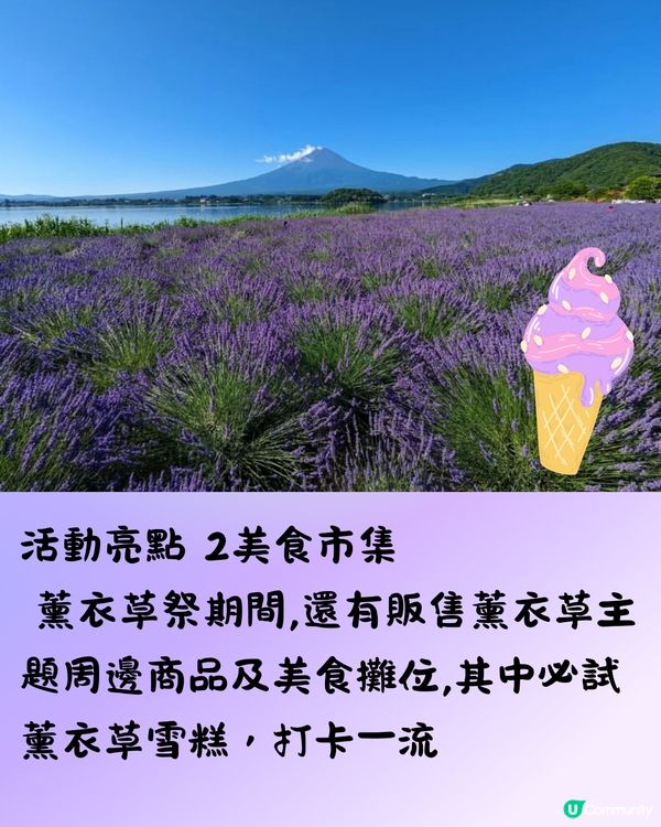 日本富士山河口湖薰衣草祭2025！有花火大會/附交通方法!