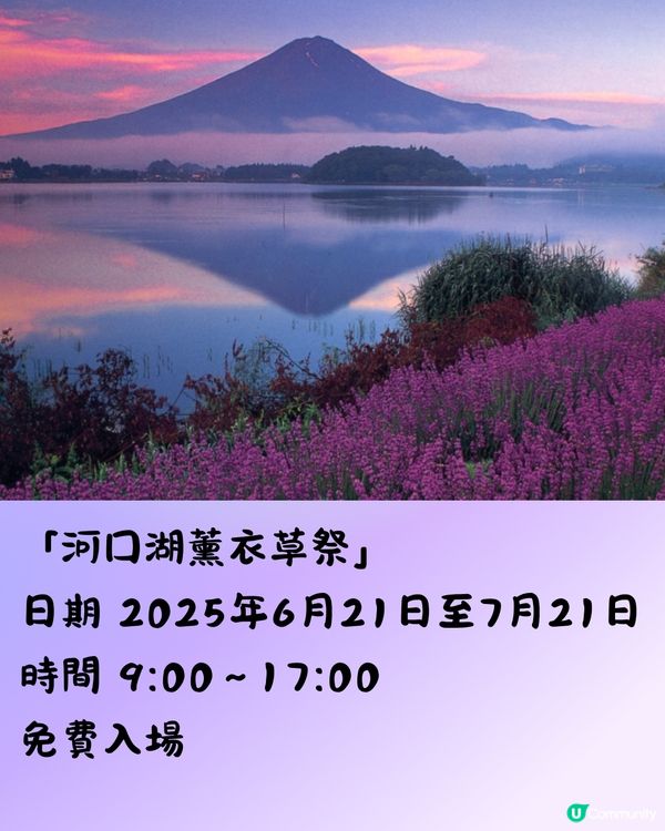 日本富士山河口湖薰衣草祭2025！有花火大會/附交通方法!