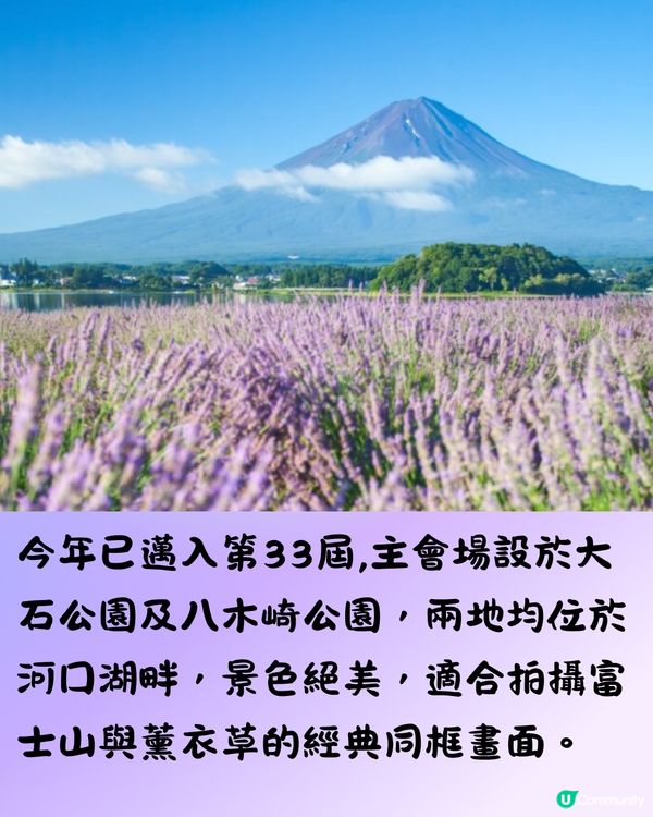 日本富士山河口湖薰衣草祭2025！有花火大會/附交通方法!