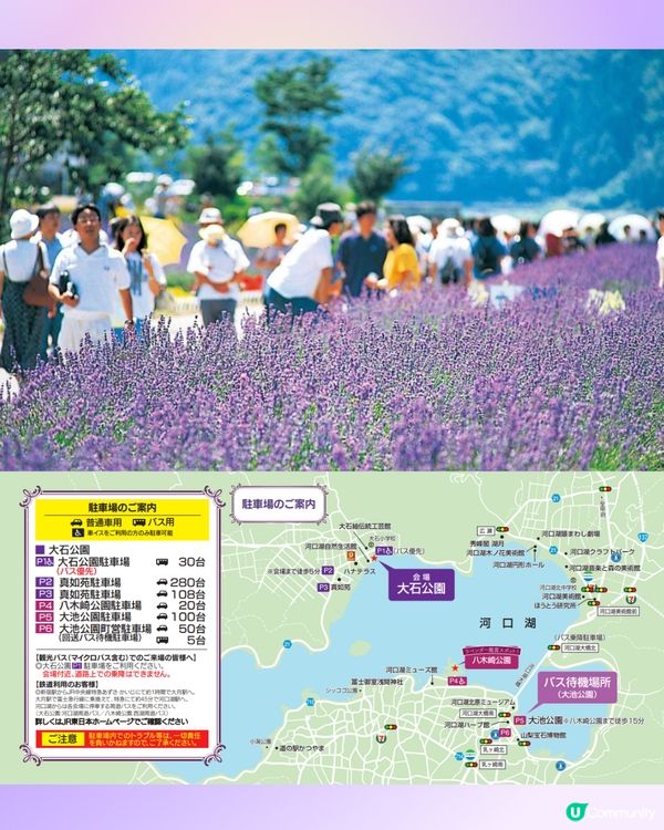 日本富士山河口湖薰衣草祭2025！有花火大會/附交通方法!