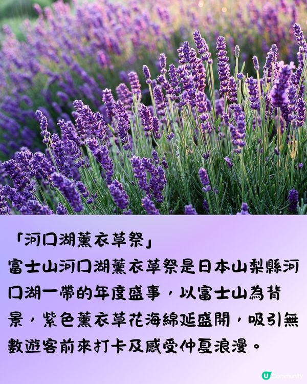 日本富士山河口湖薰衣草祭2025！有花火大會/附交通方法!