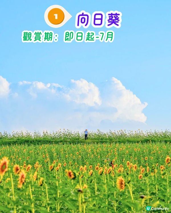 深圳6-7月賞花指南🌺5大賞花公園推介‼️千畝黃金花田/古風荷花池！地鐵直達🚇