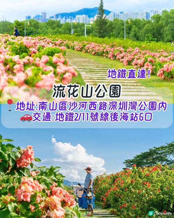 深圳6-7月賞花指南🌺5大賞花公園推介‼️千畝黃金花田/古風荷花池！地鐵直達🚇