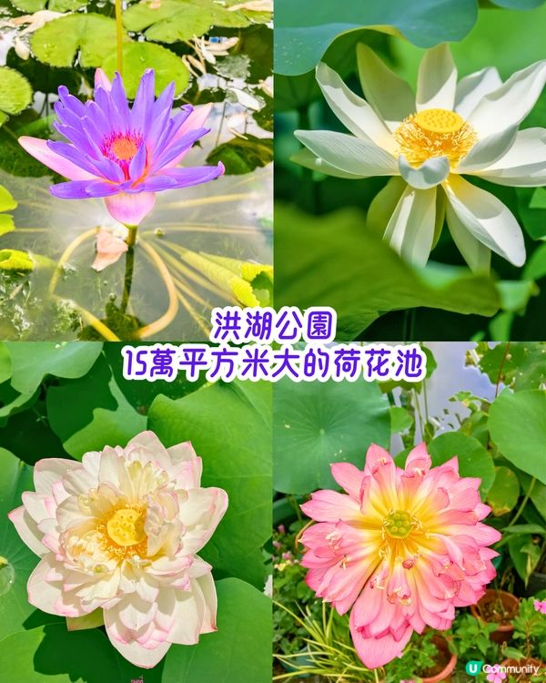 深圳6-7月賞花指南🌺5大賞花公園推介‼️千畝黃金花田/古風荷花池！地鐵直達🚇