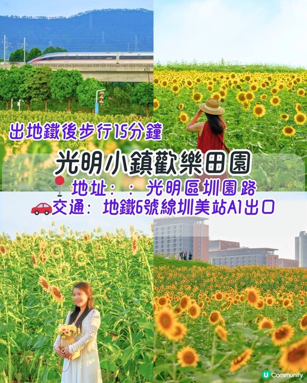 深圳6-7月賞花指南🌺5大賞花公園推介‼️千畝黃金花田/古風荷花池！地鐵直達🚇