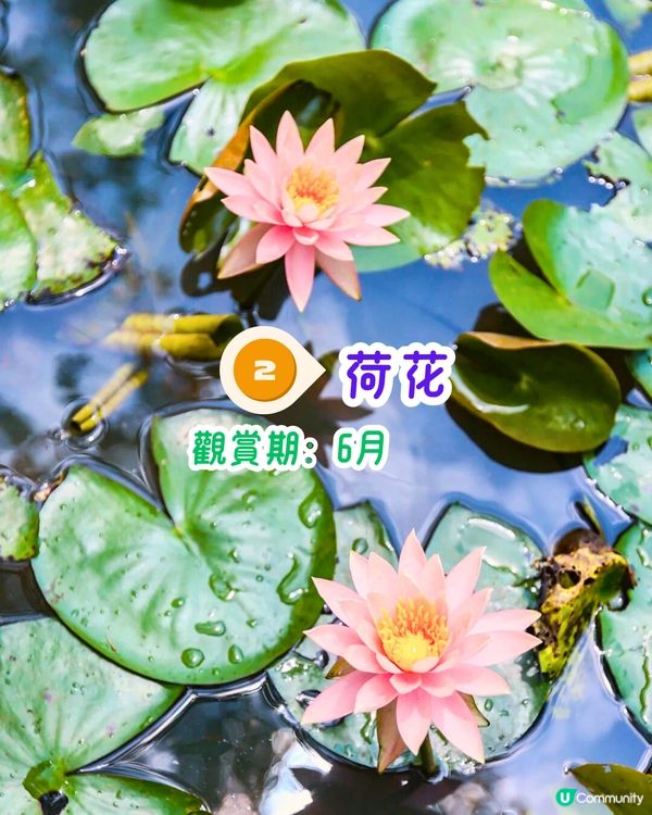 深圳6-7月賞花指南🌺5大賞花公園推介‼️千畝黃金花田/古風荷花池！地鐵直達🚇