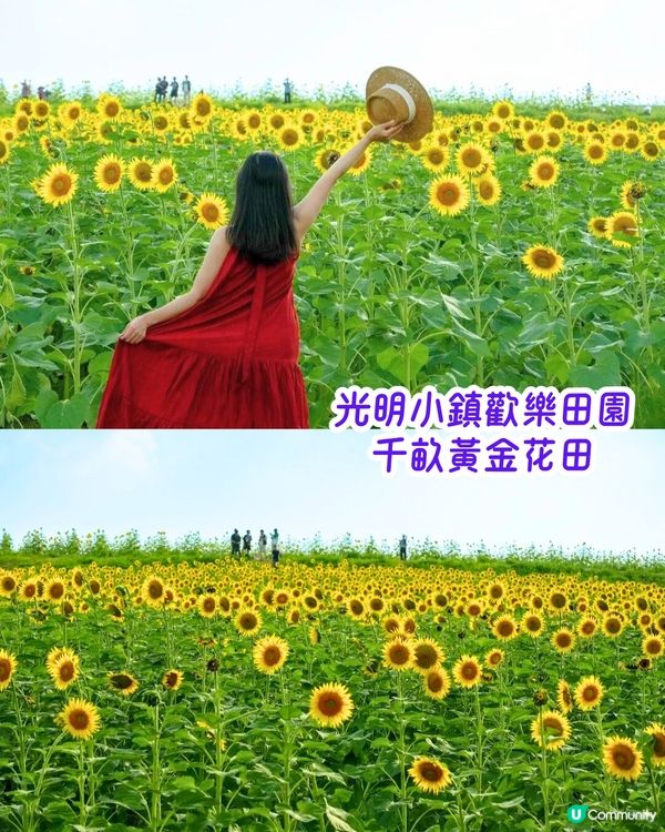 深圳6-7月賞花指南🌺5大賞花公園推介‼️千畝黃金花田/古風荷花池！地鐵直達🚇