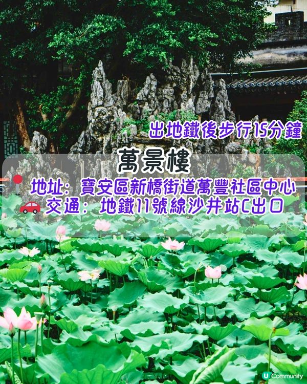 深圳6-7月賞花指南🌺5大賞花公園推介‼️千畝黃金花田/古風荷花池！地鐵直達🚇