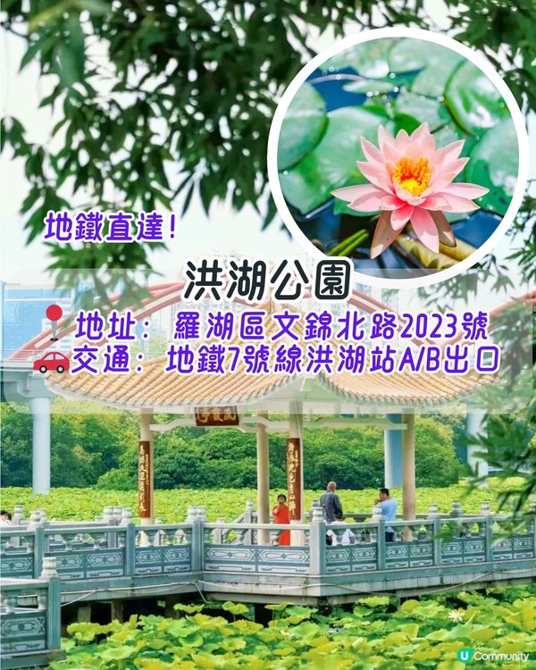 深圳6-7月賞花指南🌺5大賞花公園推介‼️千畝黃金花田/古風荷花池！地鐵直達🚇