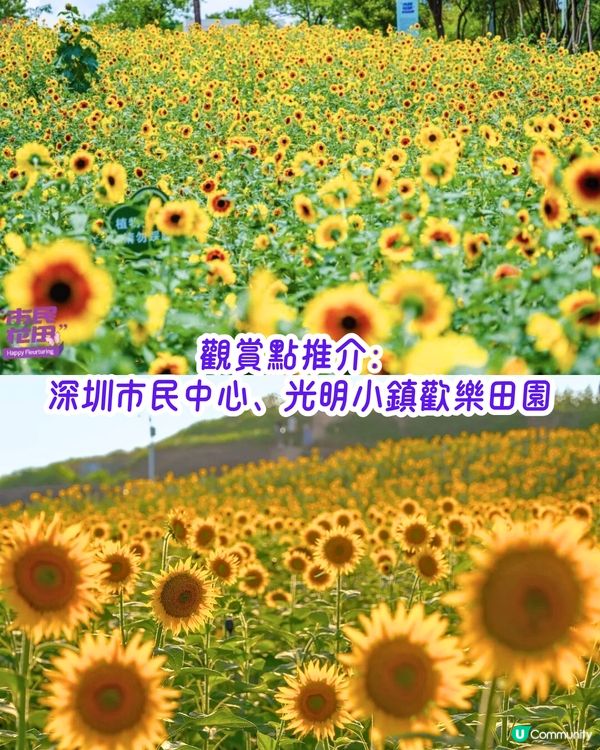 深圳6-7月賞花指南🌺5大賞花公園推介‼️千畝黃金花田/古風荷花池！地鐵直達🚇