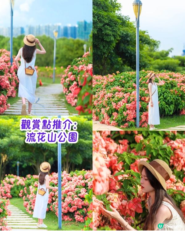 深圳6-7月賞花指南🌺5大賞花公園推介‼️千畝黃金花田/古風荷花池！地鐵直達🚇