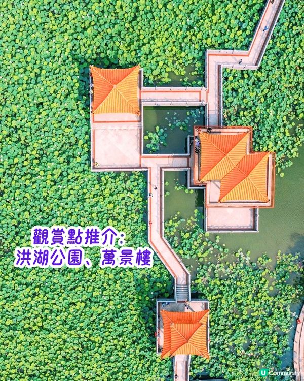 深圳6-7月賞花指南🌺5大賞花公園推介‼️千畝黃金花田/古風荷花池！地鐵直達🚇