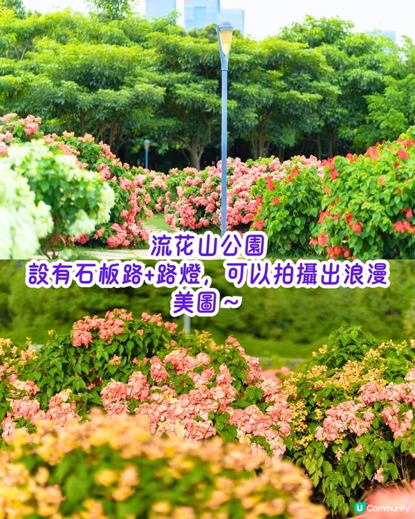 深圳6-7月賞花指南🌺5大賞花公園推介‼️千畝黃金花田/古風荷花池！地鐵直達🚇