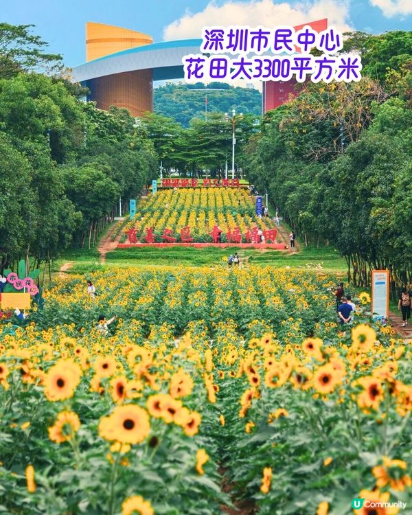 深圳6-7月賞花指南🌺5大賞花公園推介‼️千畝黃金花田/古風荷花池！地鐵直達🚇
