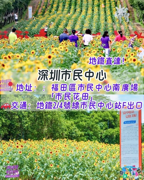深圳6-7月賞花指南🌺5大賞花公園推介‼️千畝黃金花田/古風荷花池！地鐵直達🚇