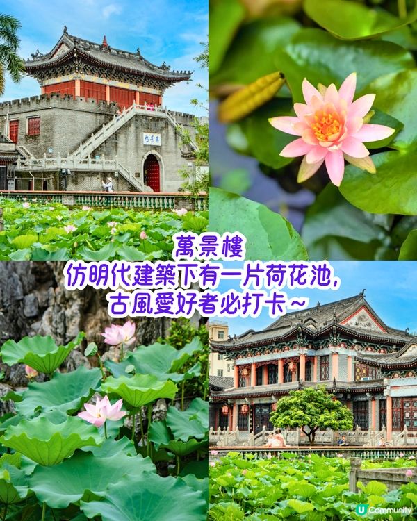 深圳6-7月賞花指南🌺5大賞花公園推介‼️千畝黃金花田/古風荷花池！地鐵直達🚇