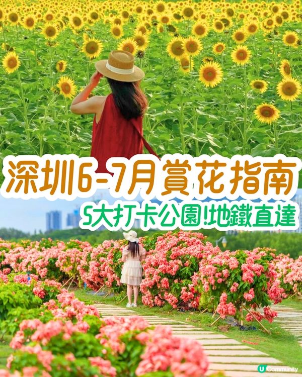 深圳6-7月賞花指南🌺5大賞花公園推介‼️千畝黃金花田/古風荷花池！地鐵直達🚇