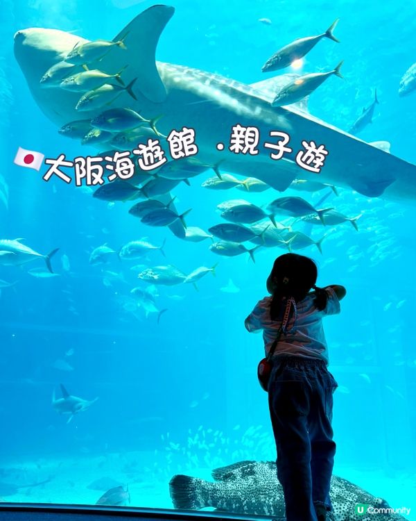 #大阪親子遊 🩵海游館之旅🐠🐋超可愛海洋生物