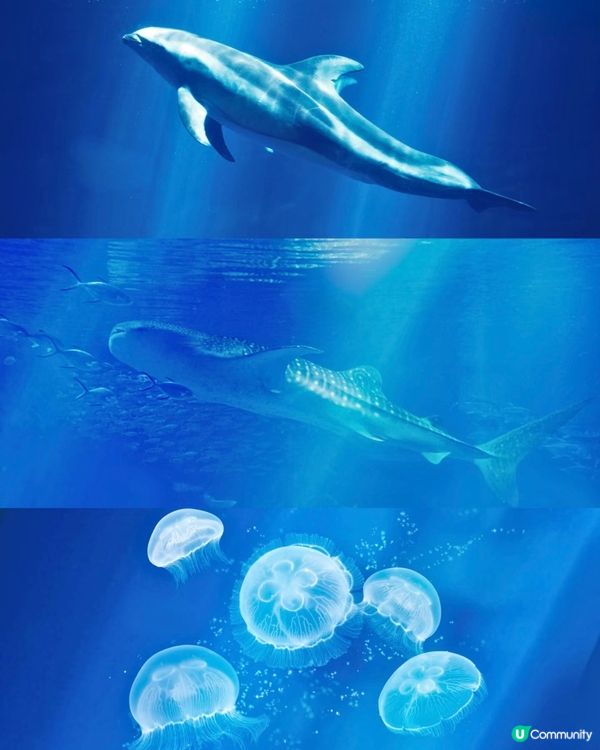 #大阪親子遊 🩵海游館之旅🐠🐋超可愛海洋生物