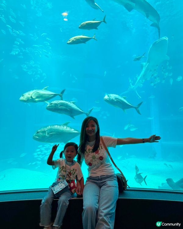 #大阪親子遊 🩵海游館之旅🐠🐋超可愛海洋生物