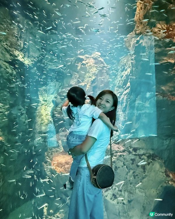 #大阪親子遊 🩵海游館之旅🐠🐋超可愛海洋生物