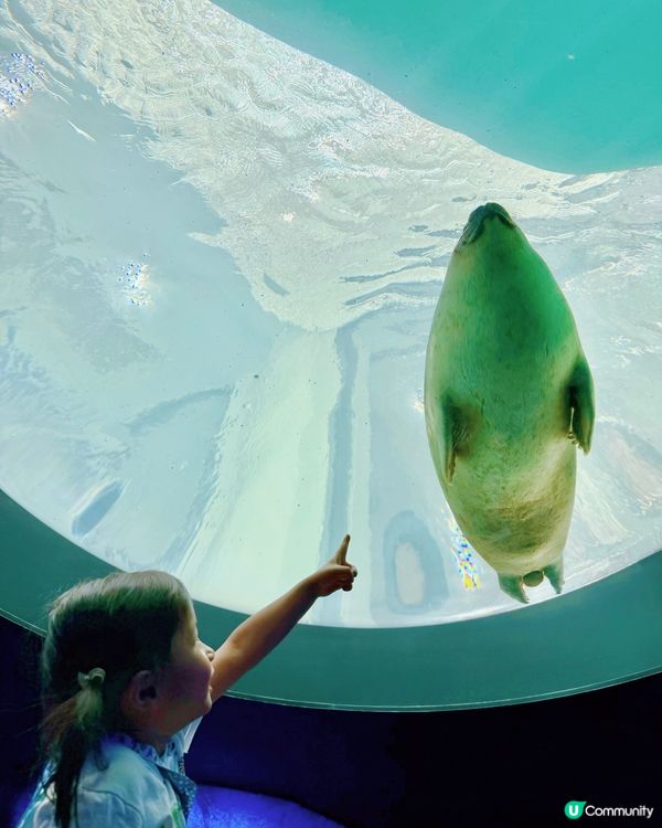 #大阪親子遊 🩵海游館之旅🐠🐋超可愛海洋生物