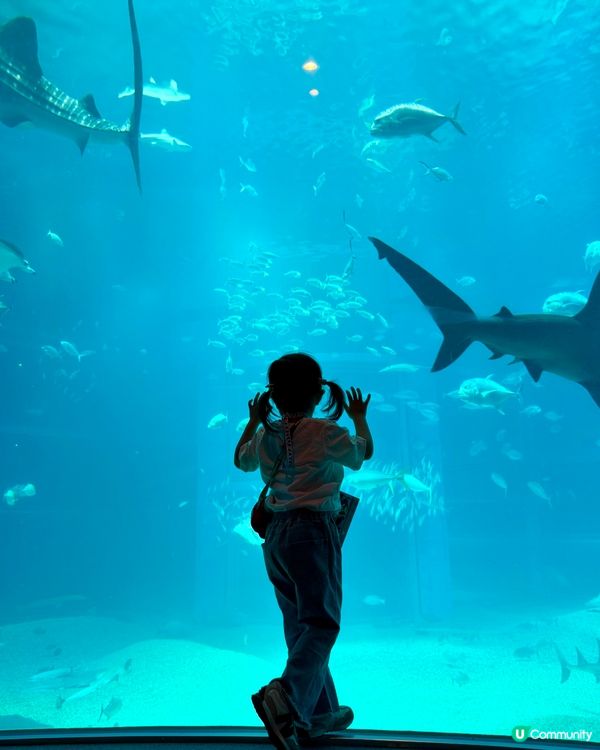 #大阪親子遊 🩵海游館之旅🐠🐋超可愛海洋生物