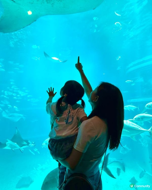 #大阪親子遊 🩵海游館之旅🐠🐋超可愛海洋生物