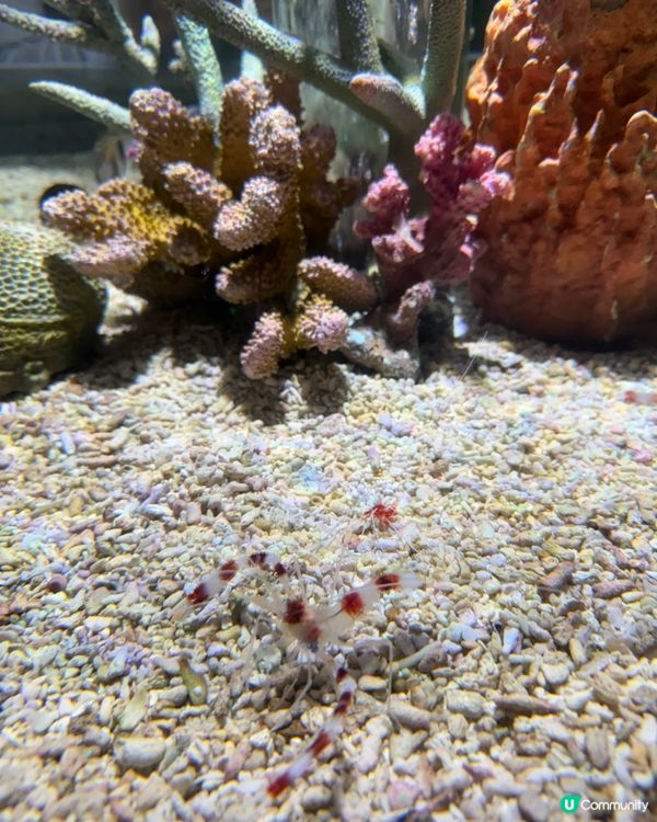 #大阪親子遊 🩵海游館之旅🐠🐋超可愛海洋生物