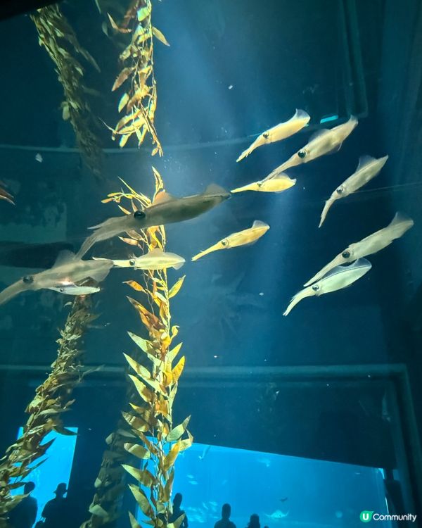 #大阪親子遊 🩵海游館之旅🐠🐋超可愛海洋生物