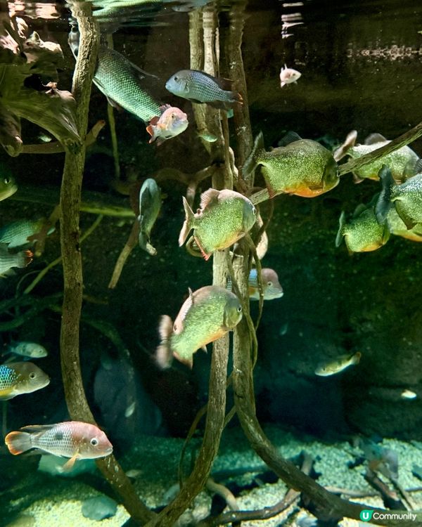 #大阪親子遊 🩵海游館之旅🐠🐋超可愛海洋生物