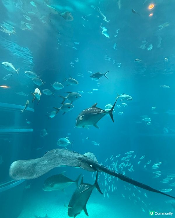 #大阪親子遊 🩵海游館之旅🐠🐋超可愛海洋生物