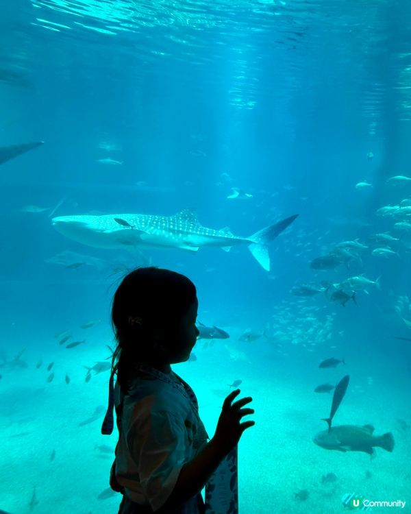#大阪親子遊 🩵海游館之旅🐠🐋超可愛海洋生物