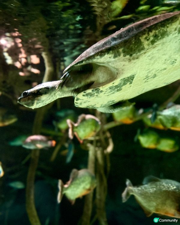 #大阪親子遊 🩵海游館之旅🐠🐋超可愛海洋生物