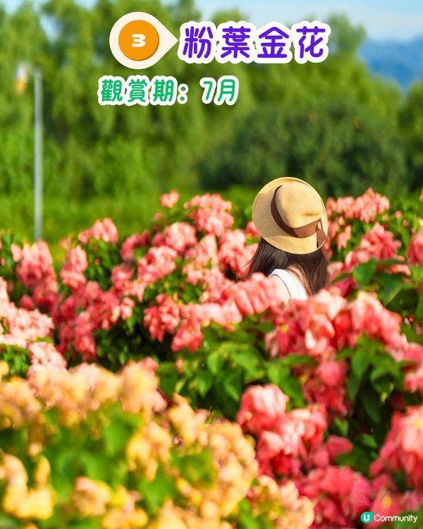 深圳6-7月賞花指南🌺5大賞花公園推介‼️千畝黃金花田/古風荷花池！地鐵直達🚇
