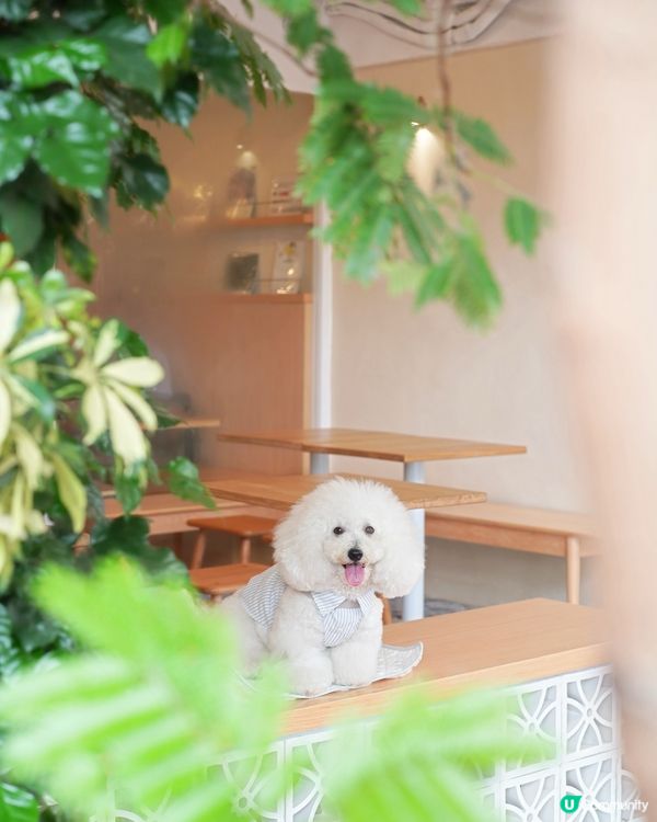 特色飲品多又高質 毛孩友善好地方