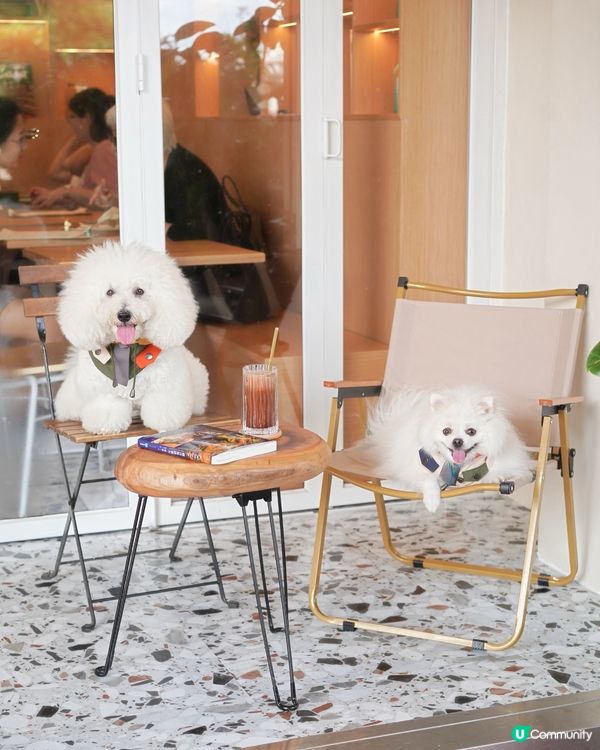 特色飲品多又高質 毛孩友善好地方