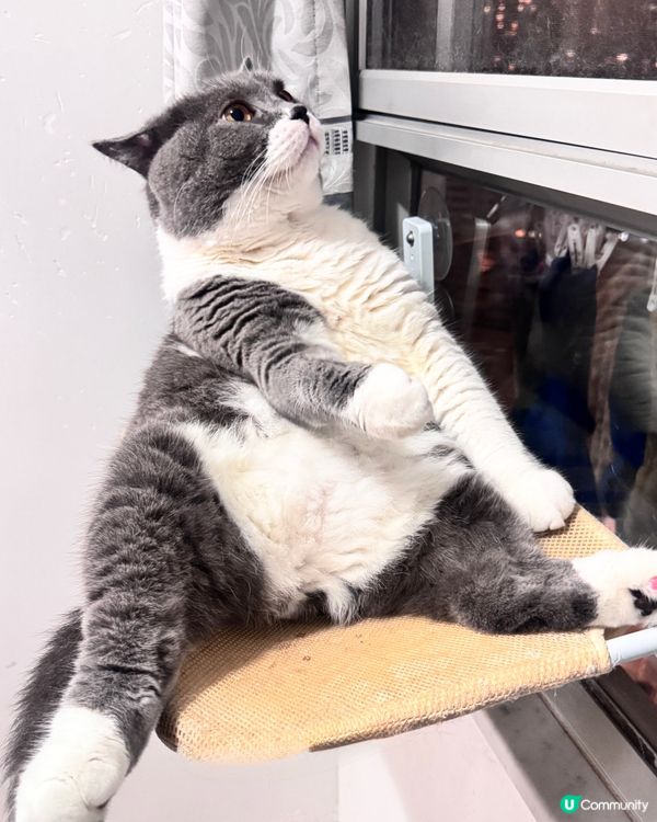 思考貓生中⋯⋯