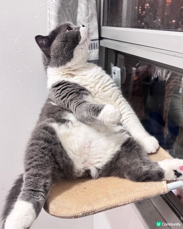 思考貓生中⋯⋯