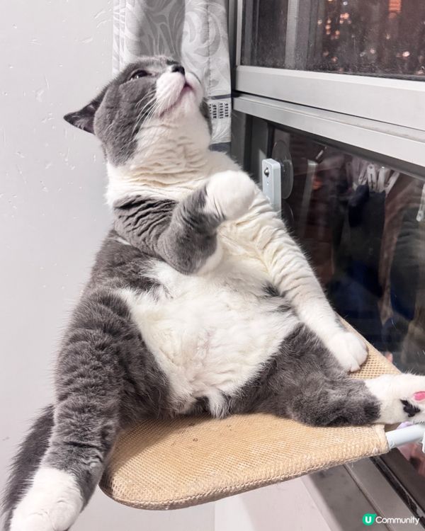 思考貓生中⋯⋯