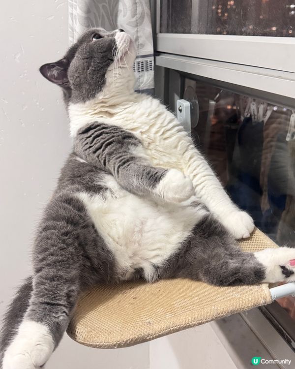 思考貓生中⋯⋯