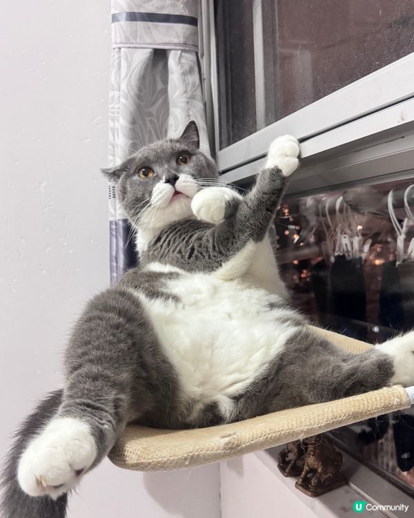 思考貓生中⋯⋯