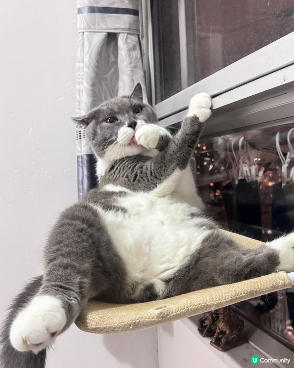 思考貓生中⋯⋯