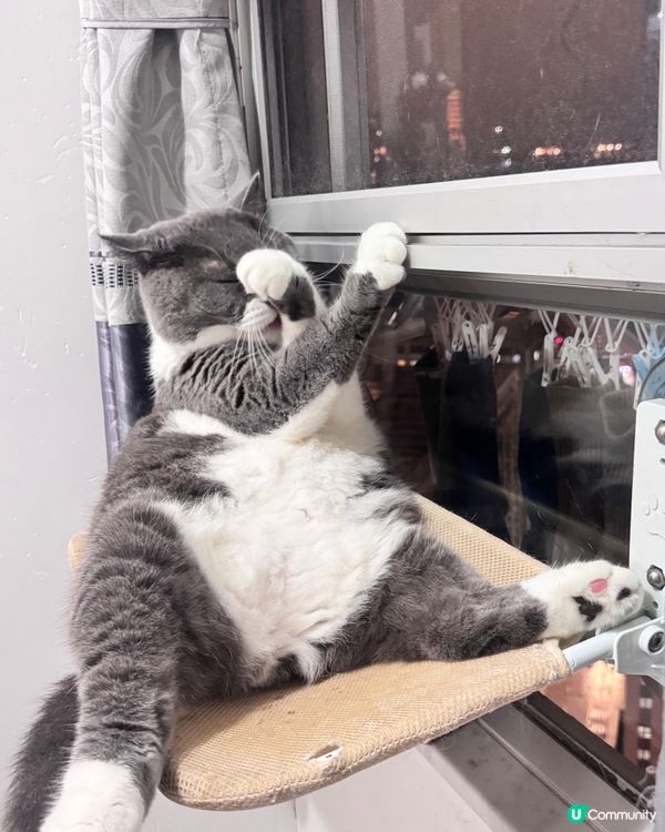 思考貓生中⋯⋯