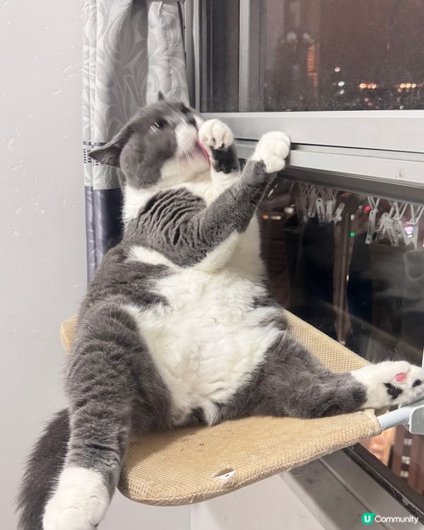 思考貓生中⋯⋯