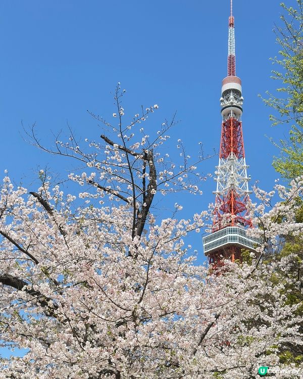 櫻花下的東京鐵塔🗼🌸