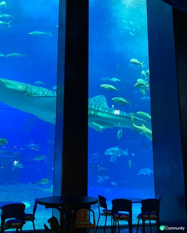 沖繩必去！美海水族館攻略 🐠